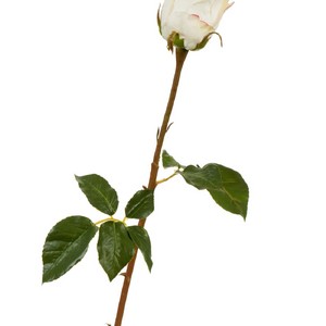 Роза Аква 56см
