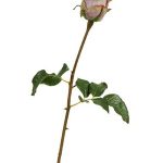 Роза Аква 56см - сиреневый цветок (растения), 56
