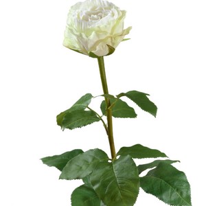 Роза Английская 66см