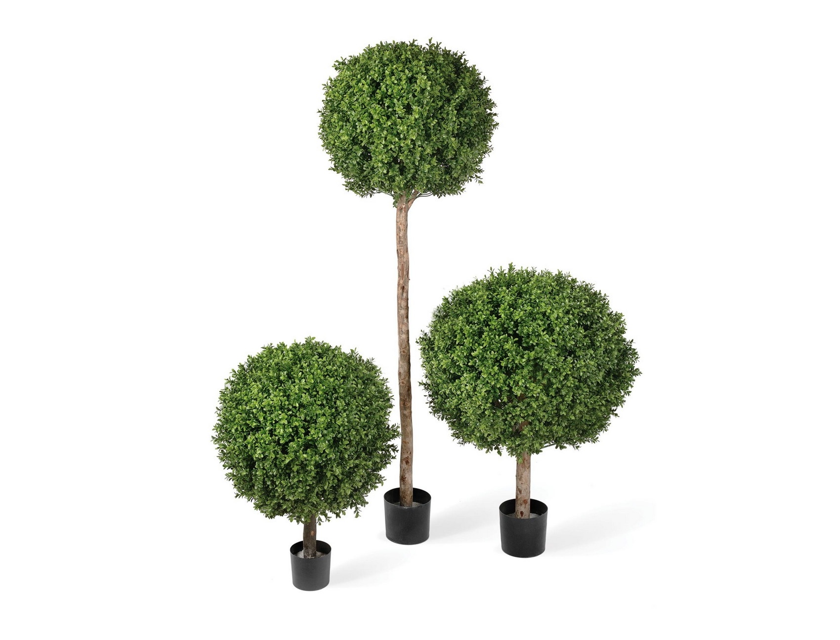 3d8b36c96c3b11e18334001d094eea41-6881dffef15511e89fb700248cbcf257 Самшит штамбовый 125см