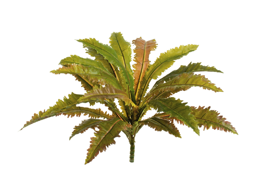 Асплениум 35см