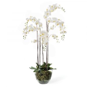 Композиция "Орхидея Фаленопсис белая с мхом, корнями, землёй"