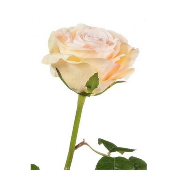 Роза Верди нежно-персиковая с нежно-розовым в-58 см бутон в-7,д-10 см 12/72 58см