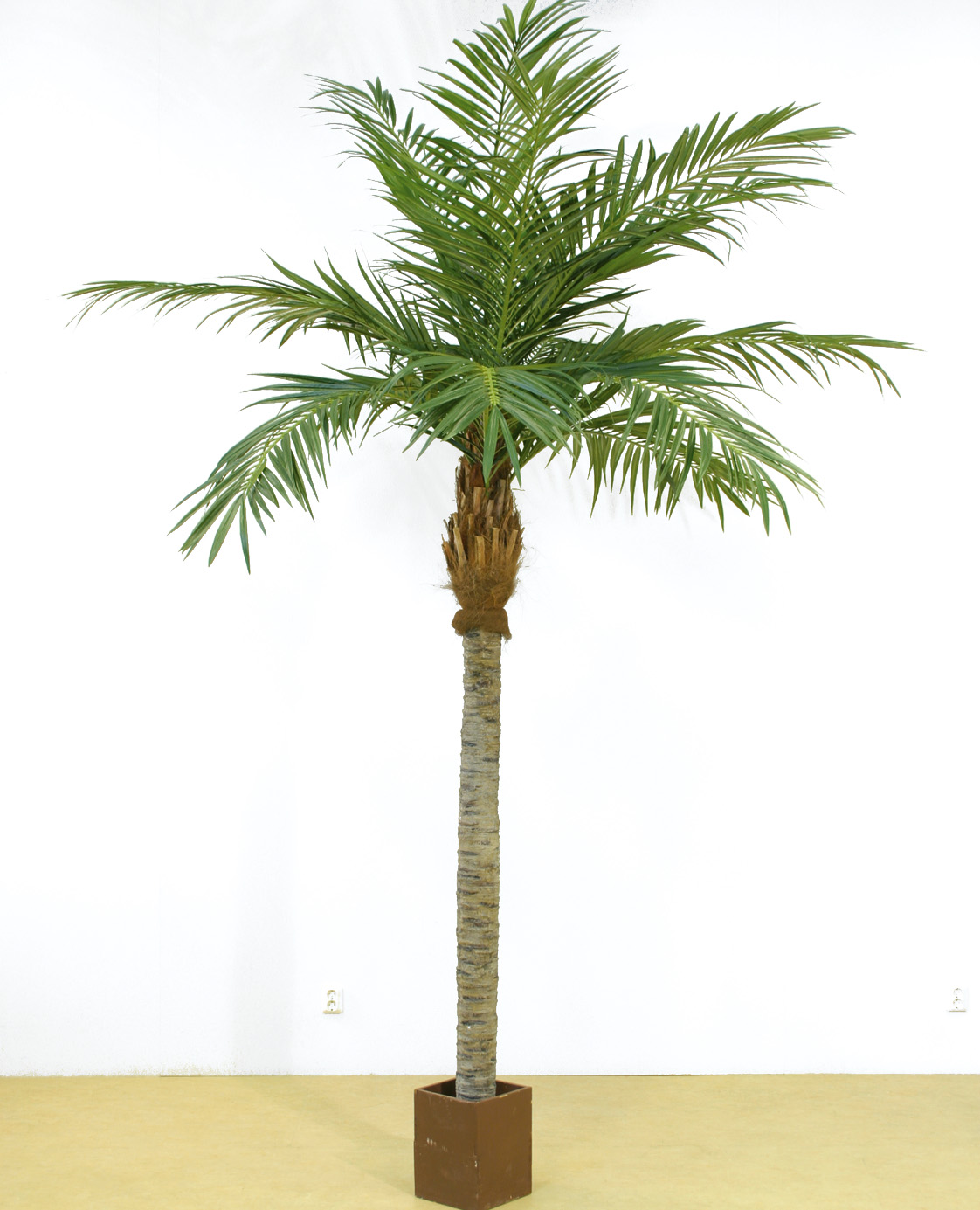 пальма вашингтон