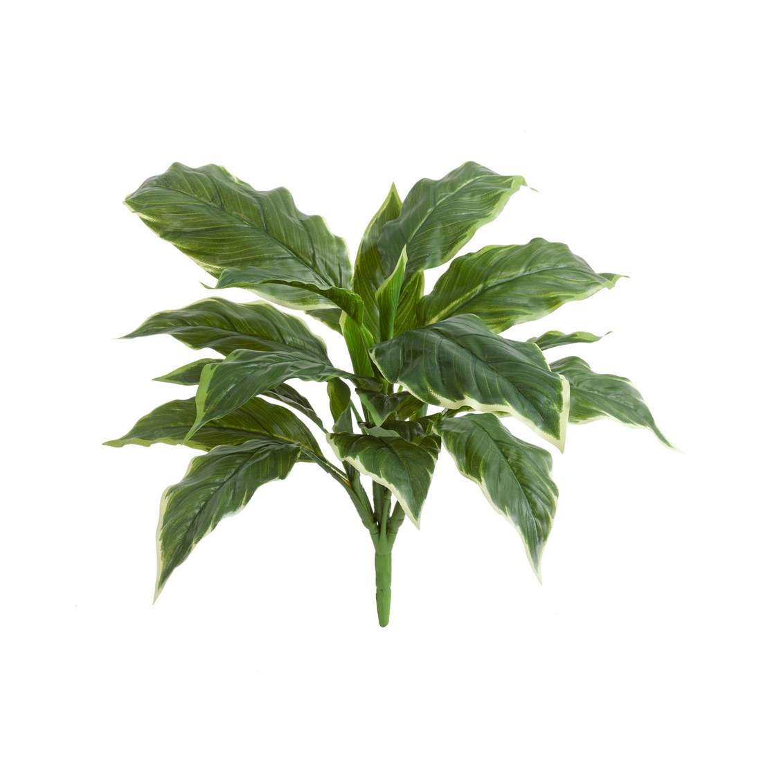 98841367f4ae11e98d7100e45c684c0c-4f780b2cf63411e98d72207c8f906ab6 Хоста Соу Свит зелёная с белой каймой (Real Touch) 50см