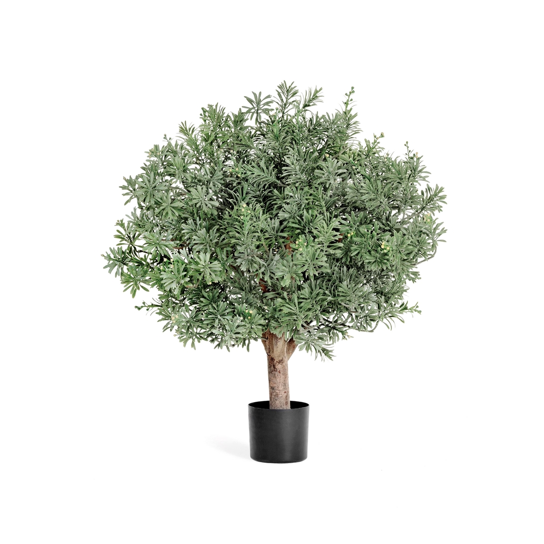 Кроссостефиум (Миллер) шар 60см в Краснодаре.