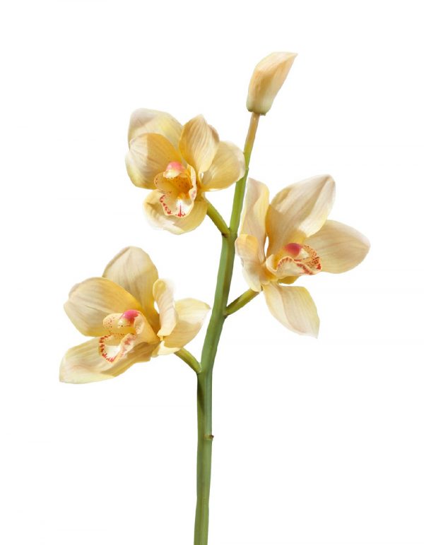 Орхидея Цимбидиум ветвь нежно-золотистая малая 50см