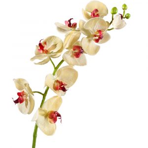 Орхидея Фаленопсис Мидл бледно-золотистая с бордо 76см