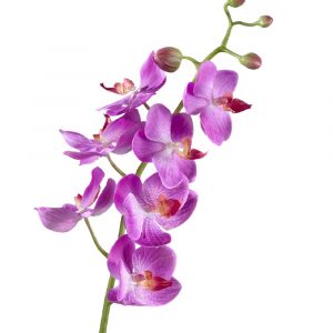 Орхидея Фаленопсис Элегант светло-фиолет 70см
