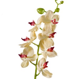Орхидея Фаленопсис Элегант розово-белая 70см - бордовый цветок (растения), 70