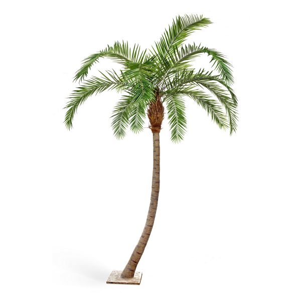 Финиковая пальма Гигантская изогнутая 300см