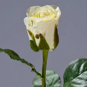 Роза Анабель бело-зелёная 52см