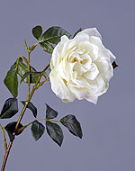 Роза Эльфе белая крупная садовая 56см