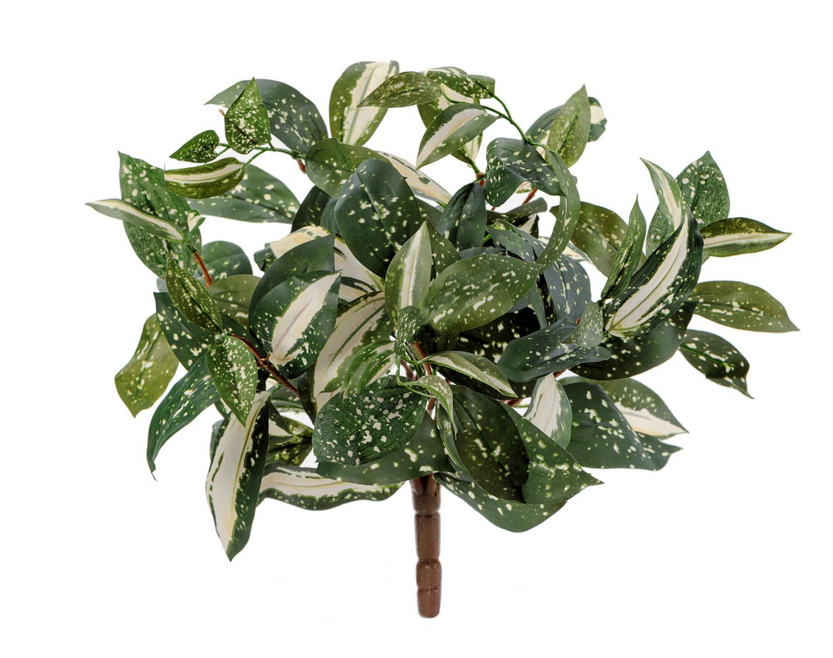 c6f55969a5f311e89115991b6dc5d029-df1d4e3aed5d11e89fb100248cbcf257 Корделина Тини куст 30см