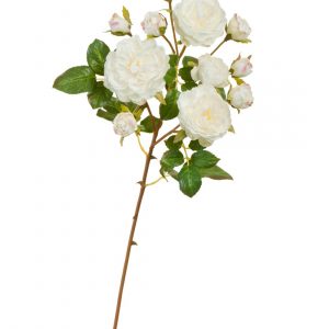 Роза Дэвид Остин ветка Спрей белая с розовой окаемкой на бутончиках (3цв, 8бут) 51см