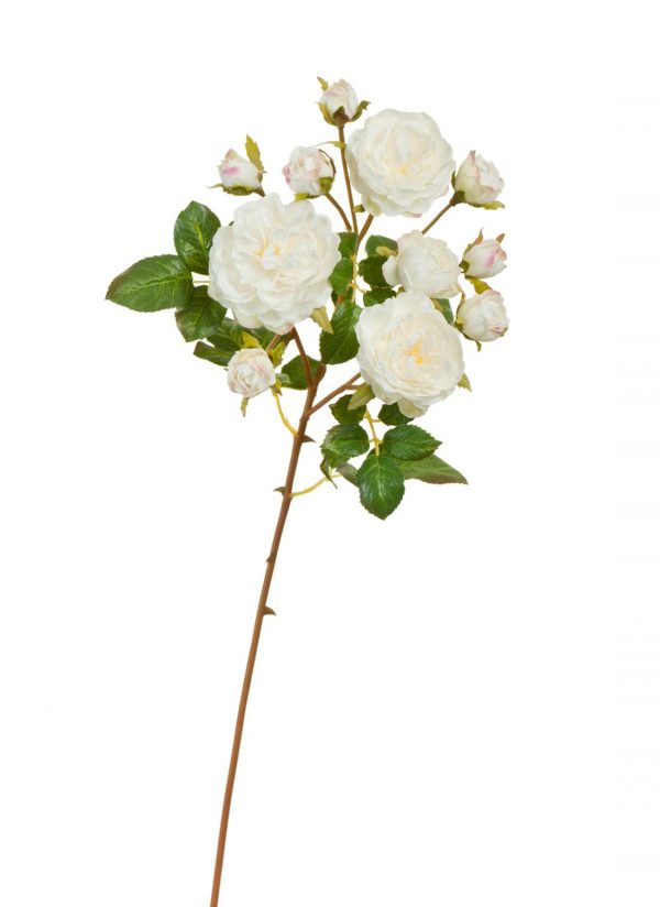 Роза Дэвид Остин ветка Спрей белая с розовой окаемкой на бутончиках (3цв, 8бут) 51см