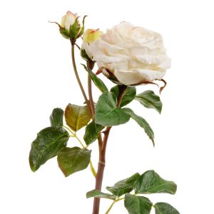 Роза Дэвид Остин Мидл ветвь бело-ванильная 48см