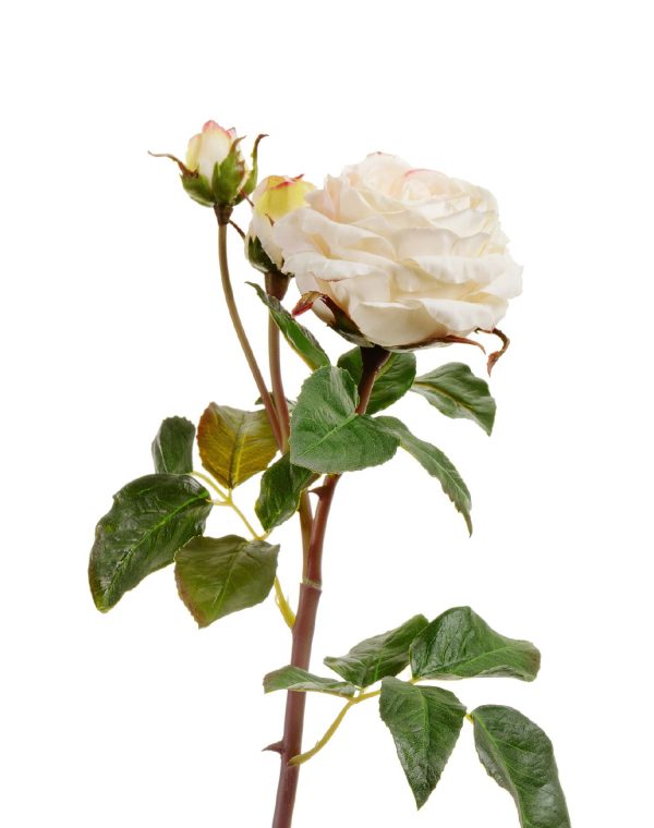 Роза Дэвид Остин Мидл ветвь бело-ванильная 48см
