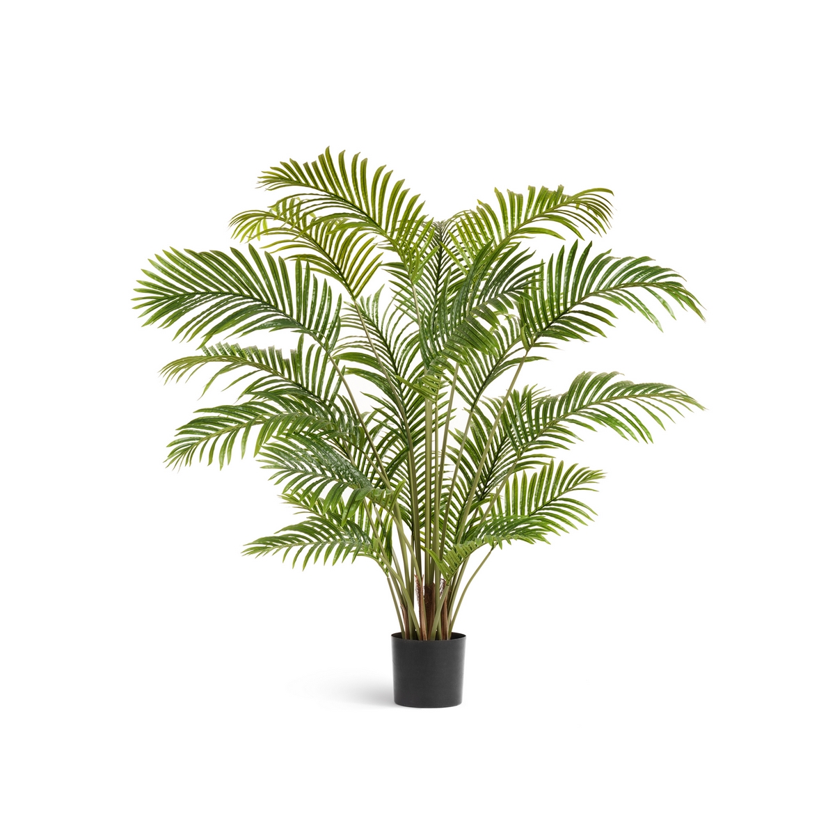 d09560e540db11eaa17d00248cbcf257-d09560e640db11eaa17d00248cbcf257 Пальма Арека Хризалидокарпус