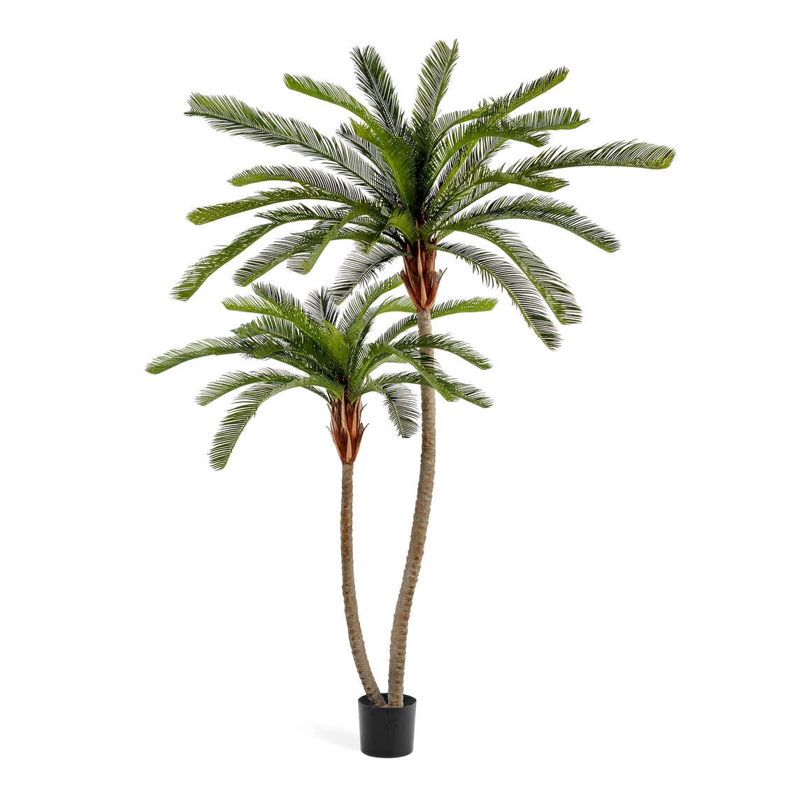 Пальма Цикас двухствольная 250см