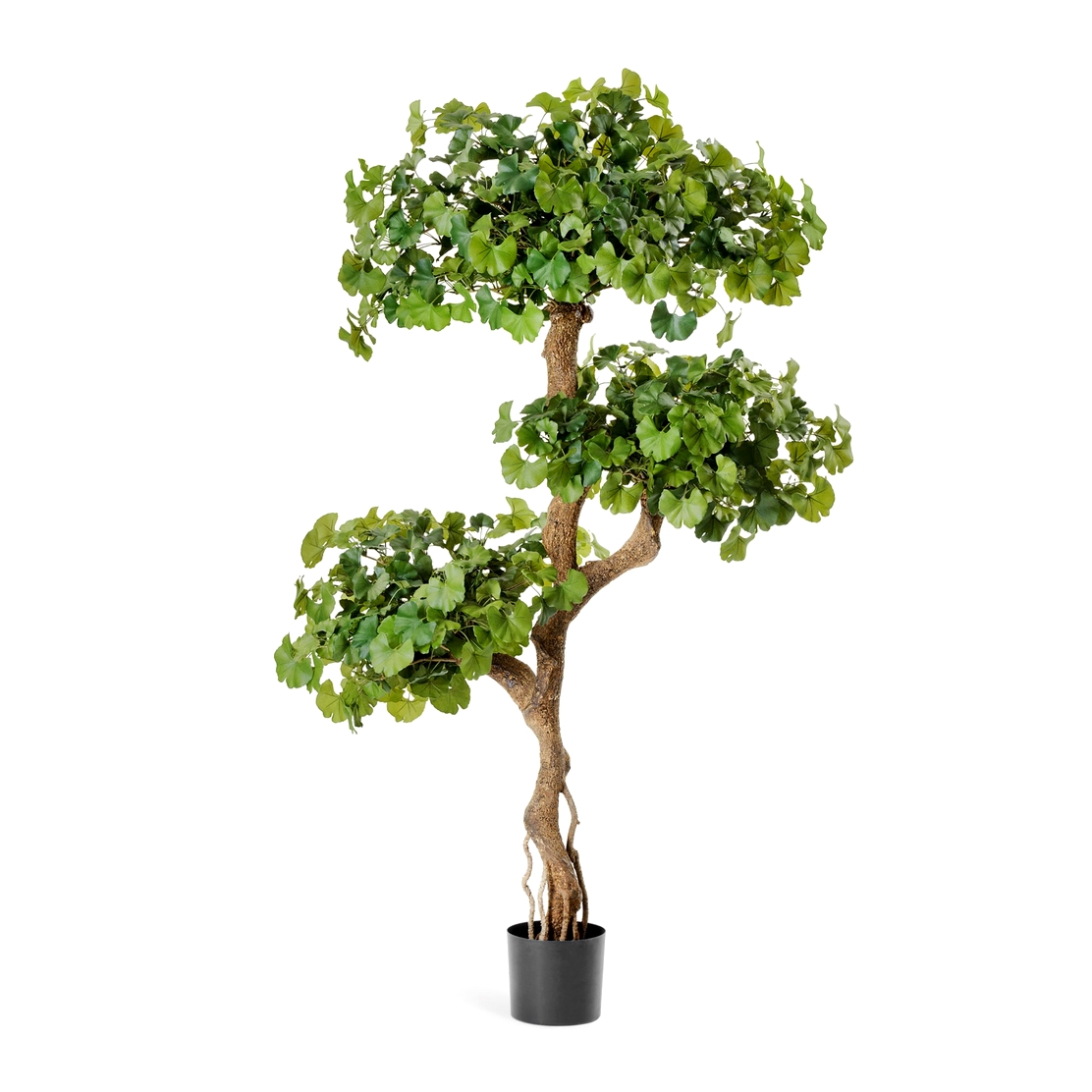 Гинкго на забавном стволе 145 см 145см в Краснодаре.