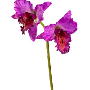 Орхидея Каттлея крупная темно-сиреневая 42см