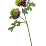 Ранункулус махровый св.зелёный с бордо 62см - фиолетовый (растения), 62