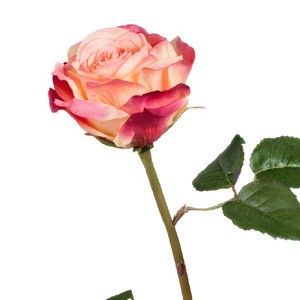 Роза Верди нежно-персиковая с малиновым 58см