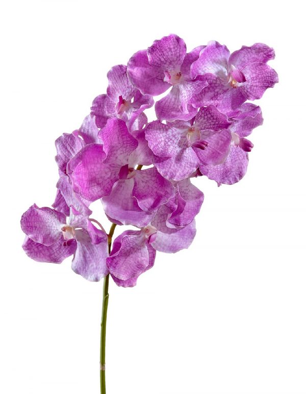 Орхидея Ванда с ярко-сиреневыми прожилками 75см