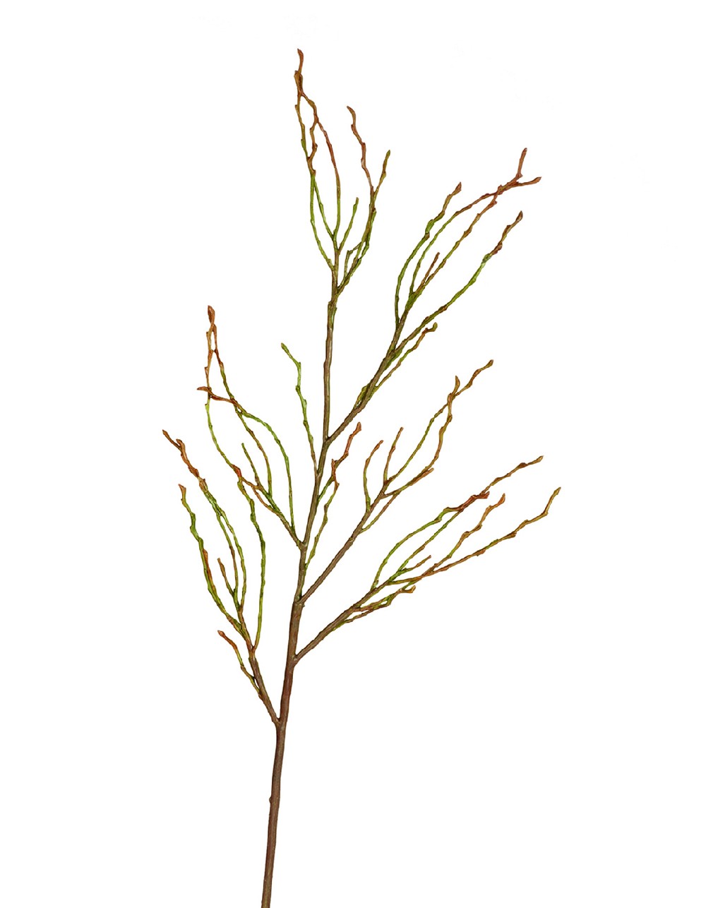 Ветвь зелёно-коричневая