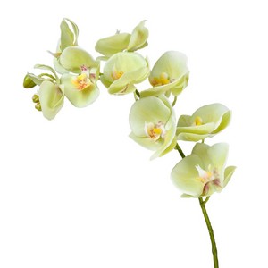 Орхидея Фаленопсис св.лайм ветвь 74см