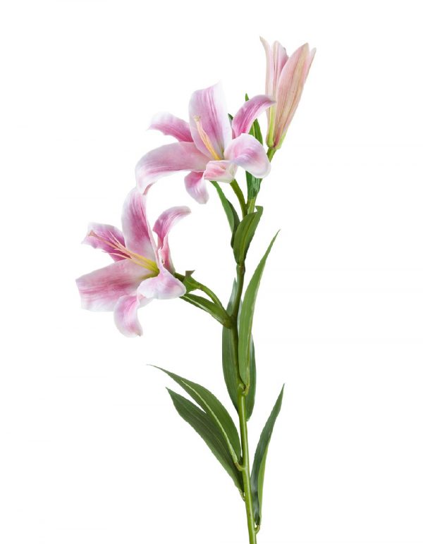 Лилия Донателло ветвь нежно-розовая с белым