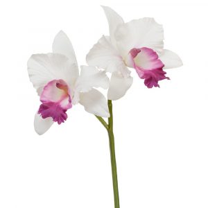 Орхидея Каттлея белая с тёмно-розовым язычком 29см
