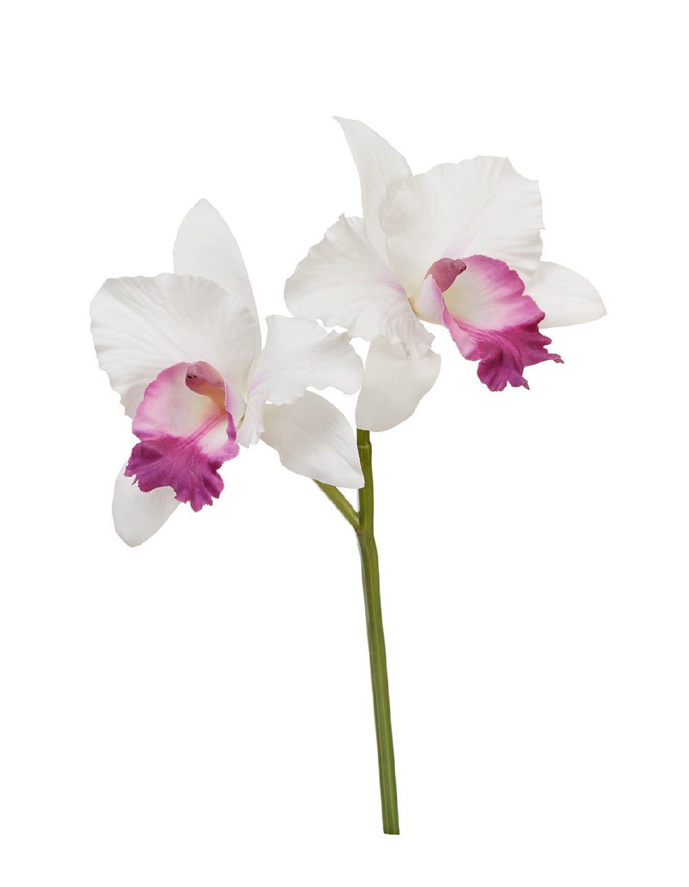 Орхидея Каттлея белая с тёмно-розовым язычком 29см