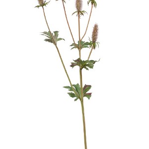 Эрингиум Элегант светло-зелёный 52см - сиреневый цветок (растения), 52