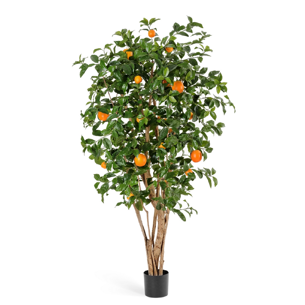 Апельсиновое дерево 180см