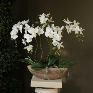 Композиция "Орхидея фаленопсис белая 5 веток в карамельной лодочке"