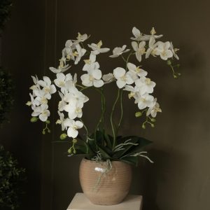 Композиция "Орхидея фаленопсис белая 5 веток в карамельном круглом кашпо"