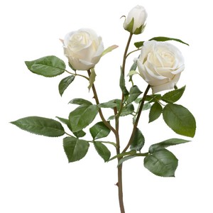 Роза Флорибунда Мидл ветвь белая 36см