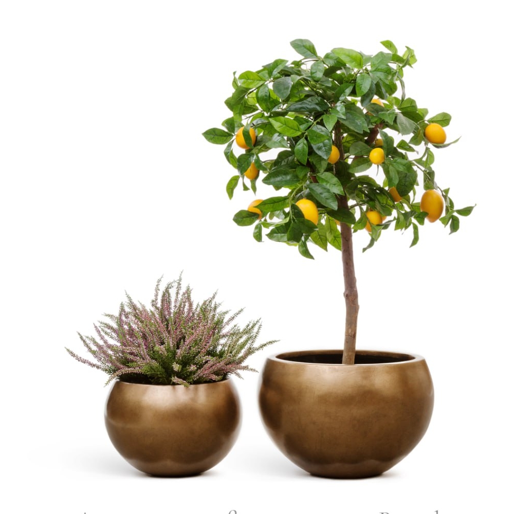 лимон 110 см Лимонное дерево с плодами на штамбе 110см