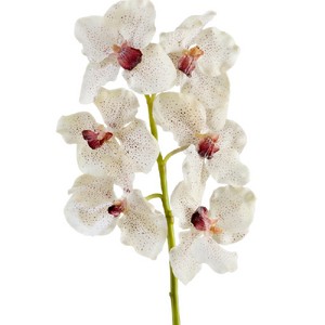 Орхидея Ванда бело-фиолетовая 56см