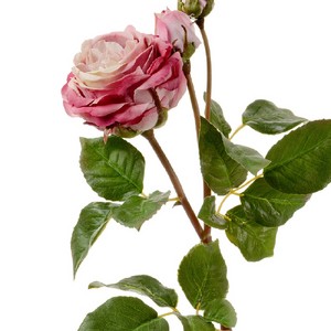 Роза Дэвид Остин Мидл ветвь винная 50см