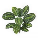 Калатея Розеопикта зелёная куст
