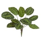 Калатея Розеопикта зелёная куст