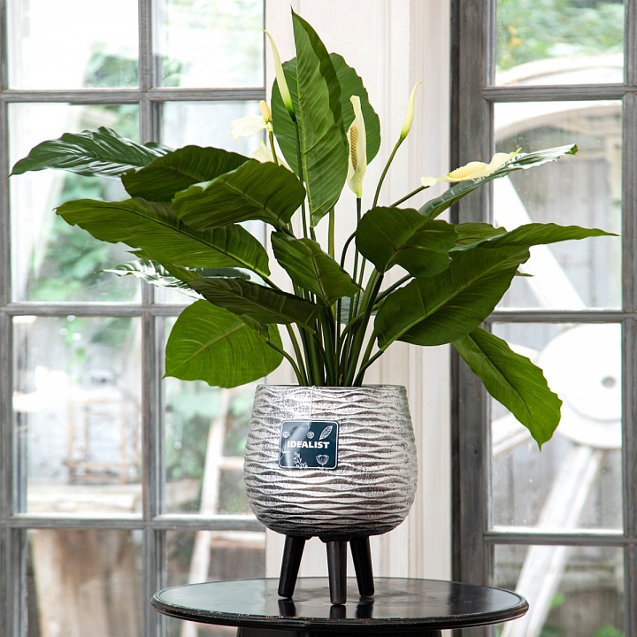 Кашпо Паттерн