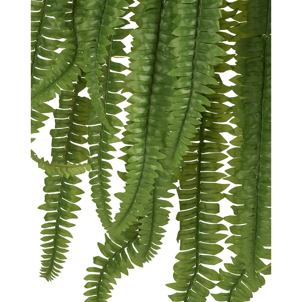 Папоротник Бостон Новый свисающий Гигант