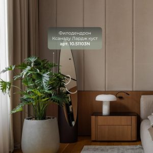 Филодендрон Ксанаду Лардж куст