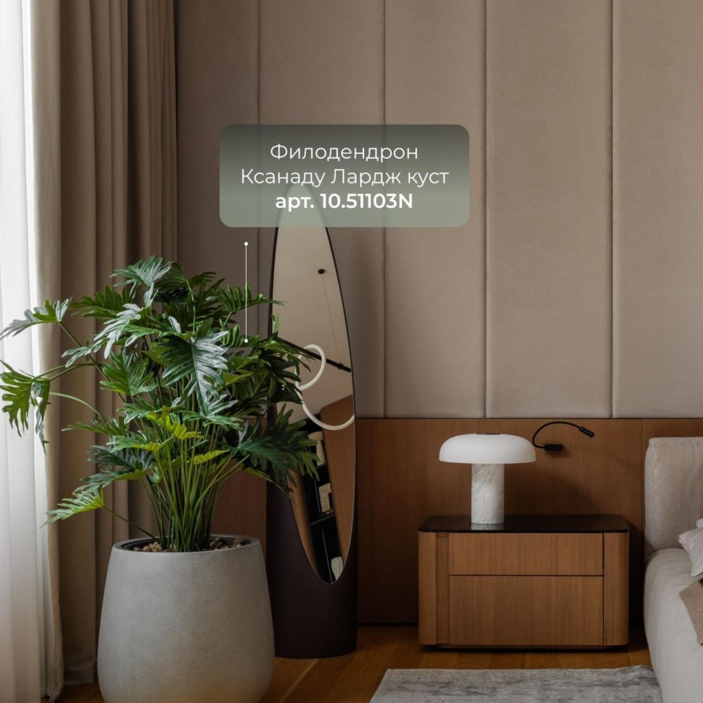 Филодендрон Ксанаду Лардж куст