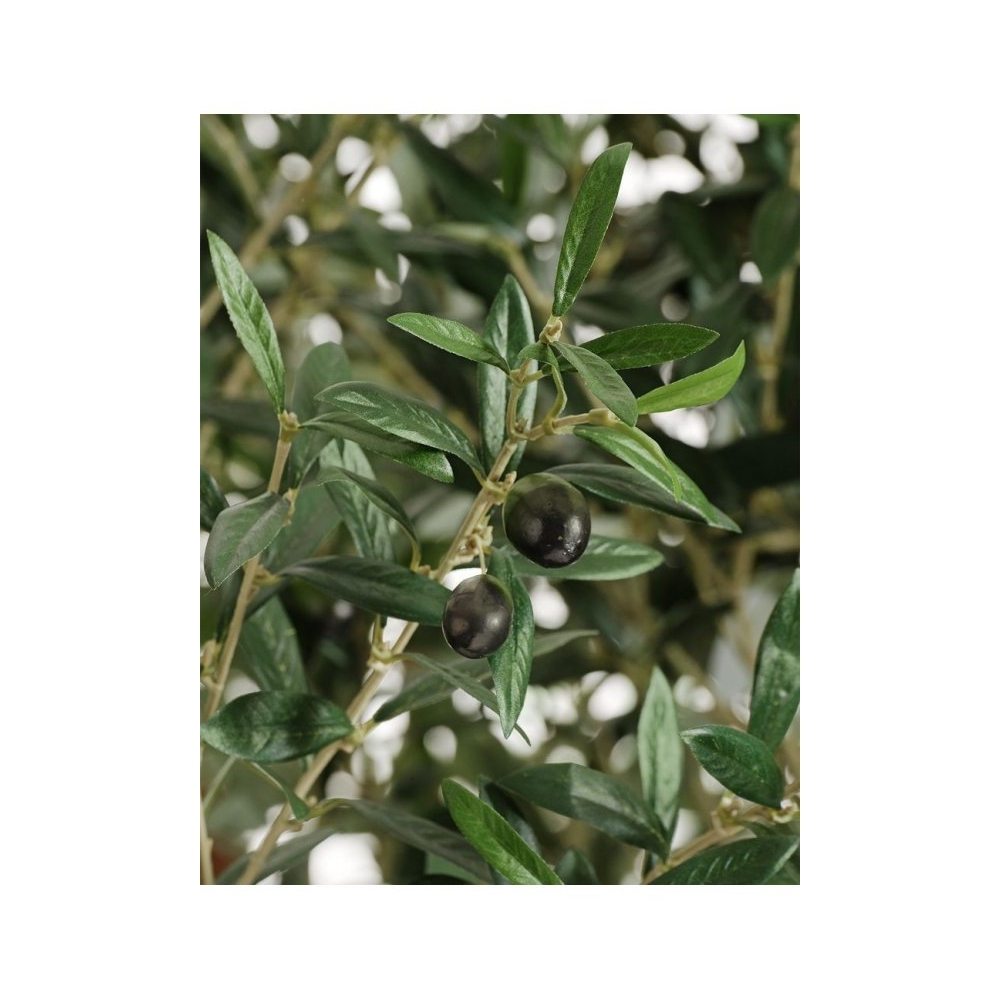 10.29007N11 Олива Олден на толстом стволе