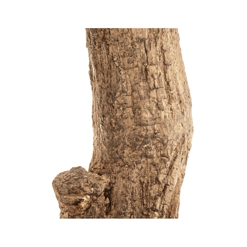 10.29007N111 Олива Олден на толстом стволе